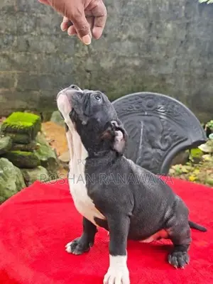 American Bully Puppies