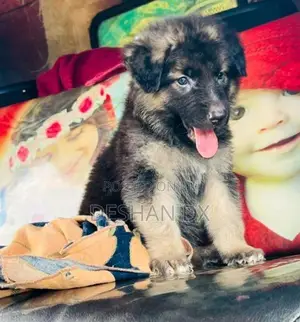 German Shepherd Long Coat