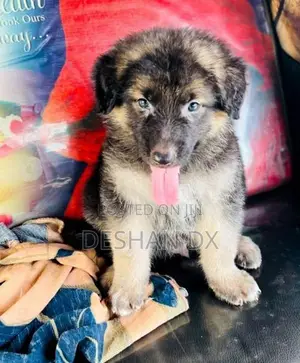 German Shepherd Long Coat
