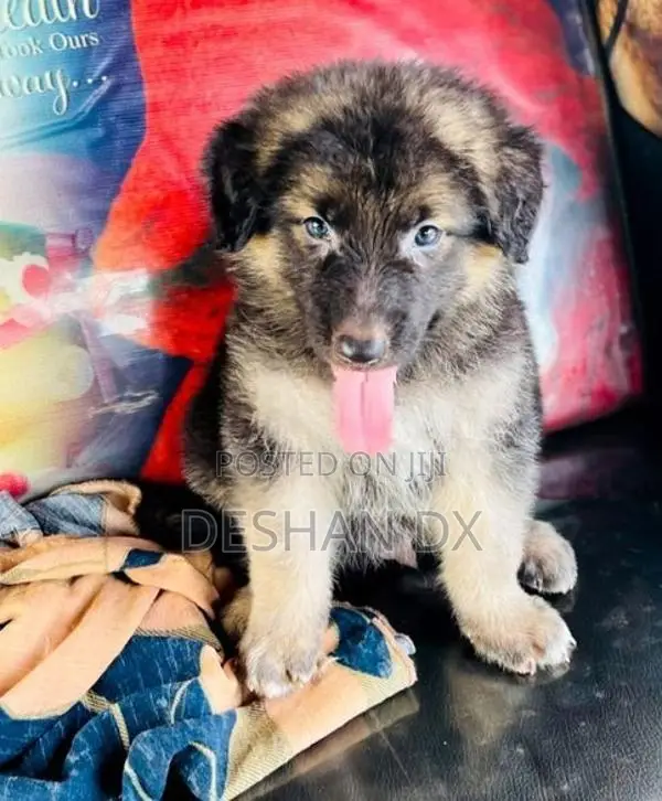 German Shepherd Long Coat