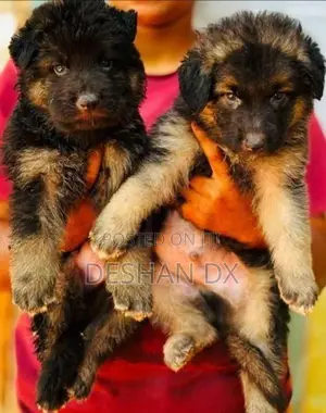 German Shepherd Long Coat
