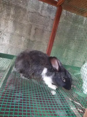 Angora Rabbit