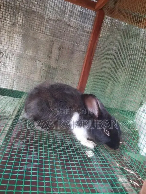 Angora Rabbit