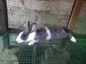Angora Rabbit