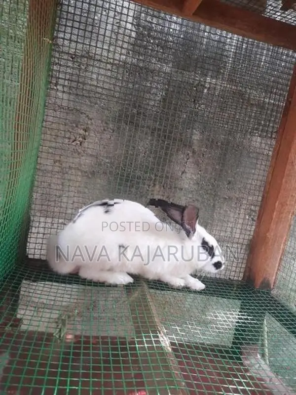 Angora Rabbit