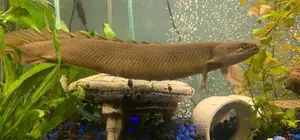 Senegal Bichirs