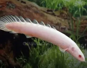 Senegal Bichirs