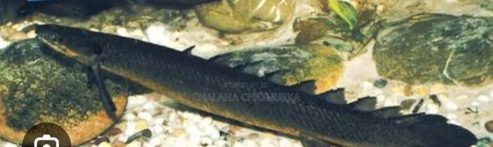 Senegal Bichirs