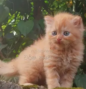 Persian Cat