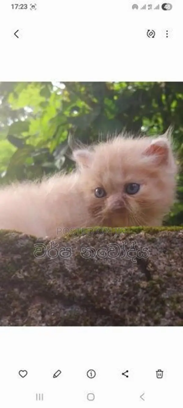 Persian Cat