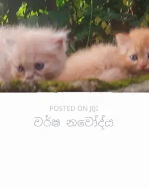 Persian Cat