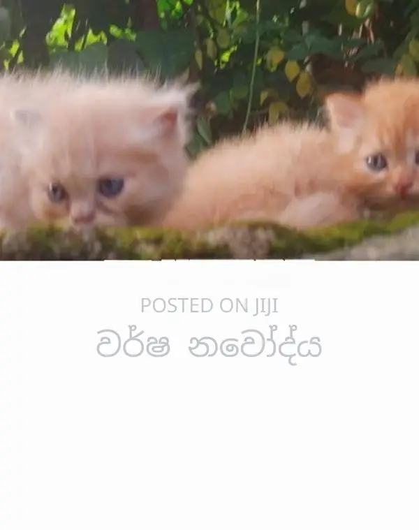 Persian Cat
