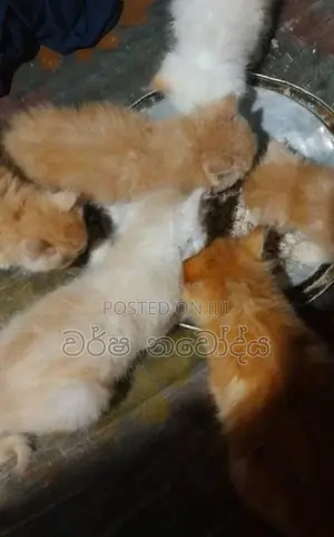 Persian Cat
