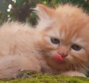 Persian Cat