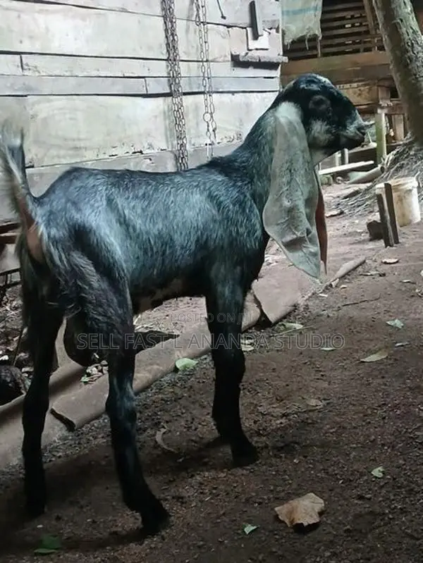 Jamnapari Goat
