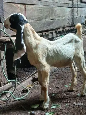 Jamnapari Goat