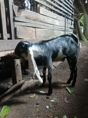 Jamnapari Goat