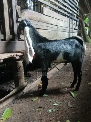Jamnapari Goat