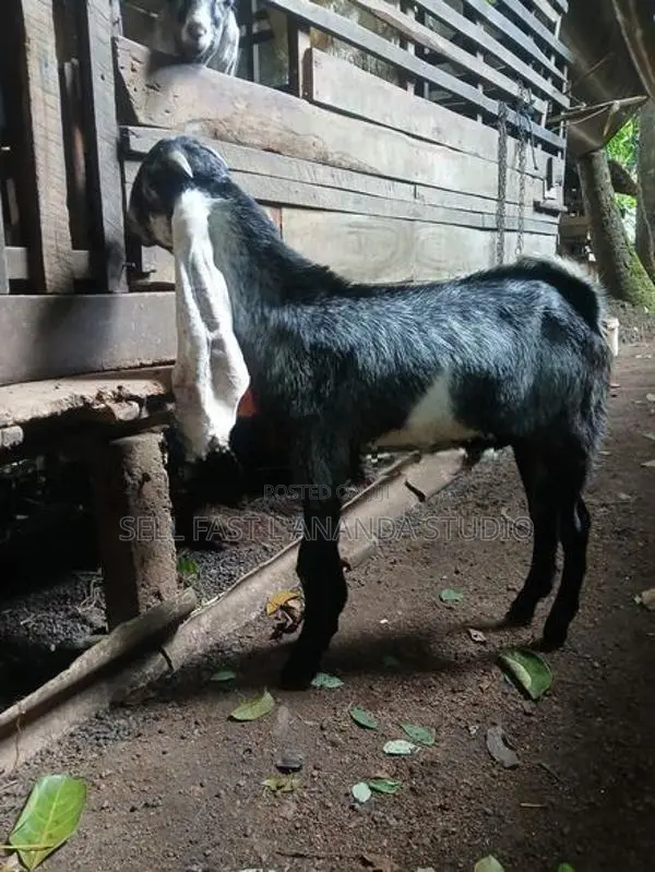 Jamnapari Goat