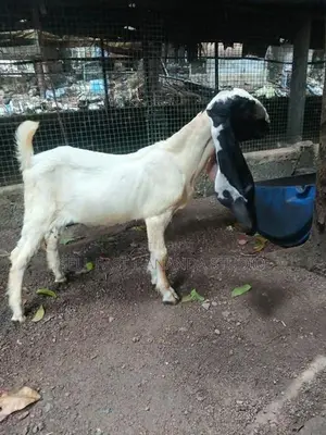 Jamnapari Goat