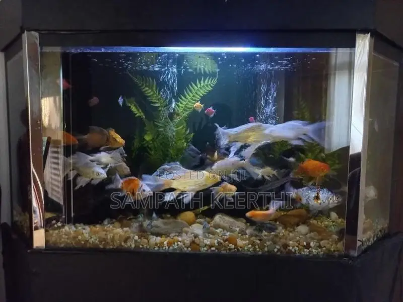 Corner Fish Tank with Full Accessories