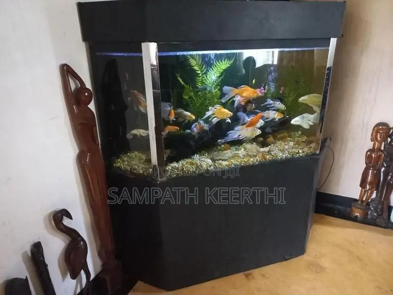 Corner Fish Tank with Full Accessories