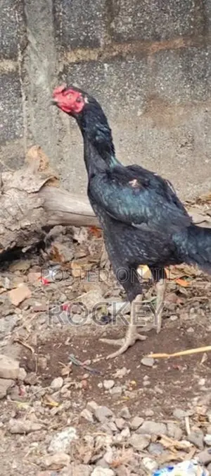 Assel Rooster