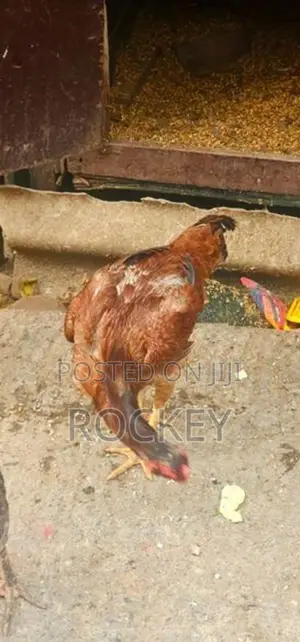 Assel Rooster