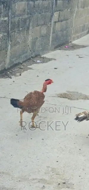 Assel Rooster