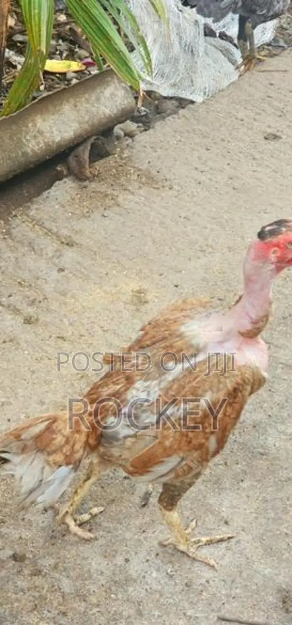 Assel Rooster