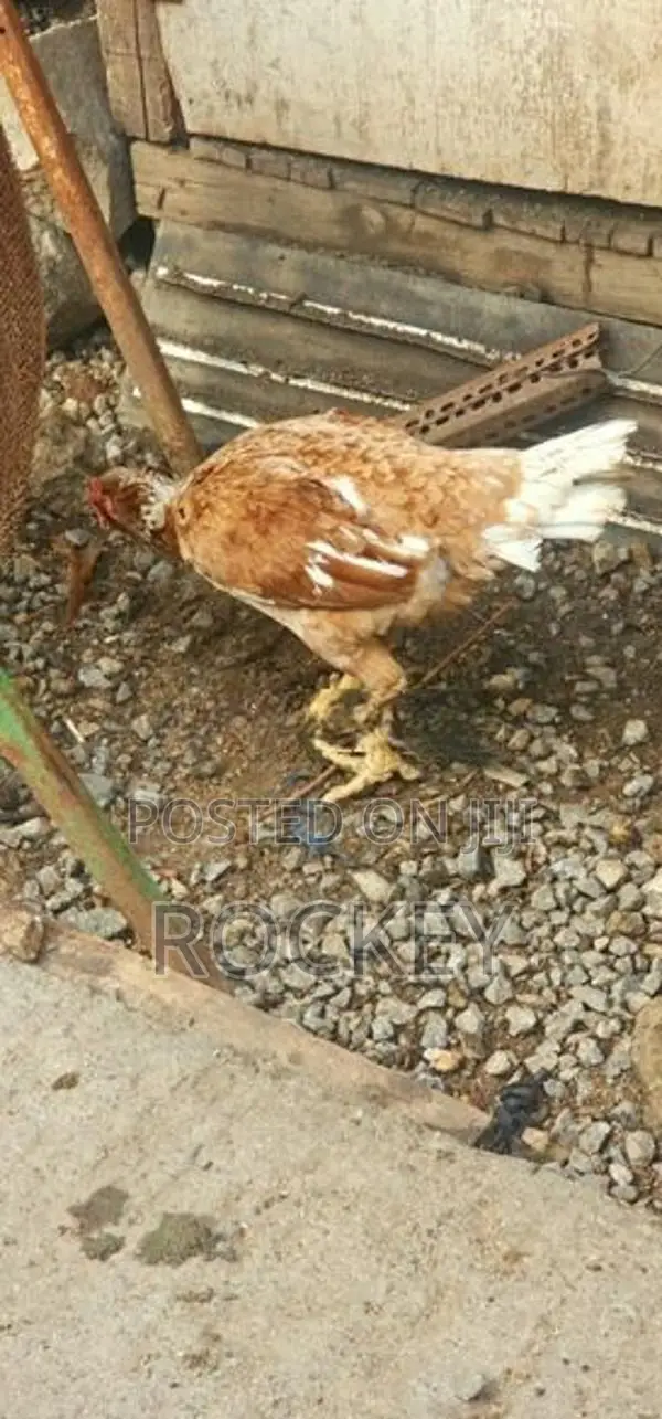 Assel Rooster