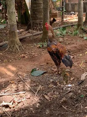 வெள்ளடியன் சேவல்