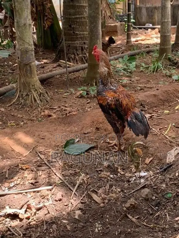 வெள்ளடியன் சேவல்