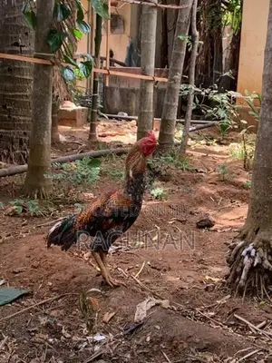 வெள்ளடியன் சேவல்