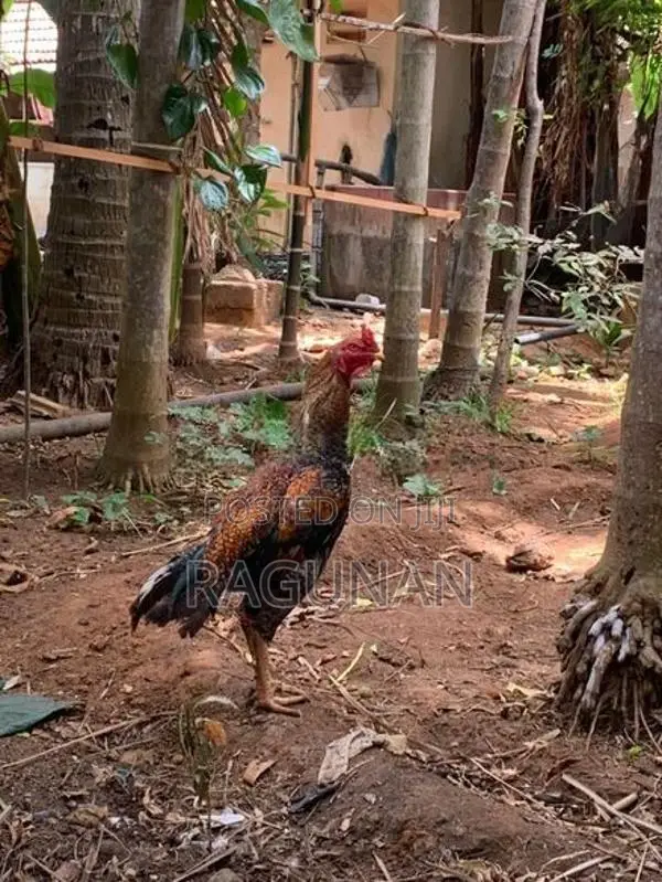 வெள்ளடியன் சேவல்