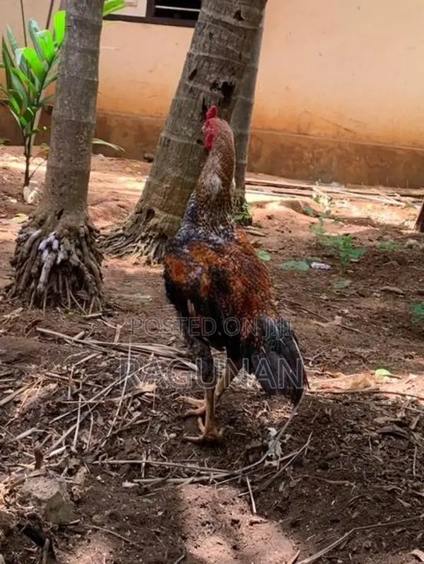 வெள்ளடியன் சேவல்