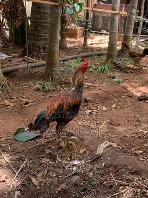 வெள்ளடியன் சேவல்