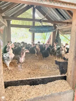 ஊர் கோழி