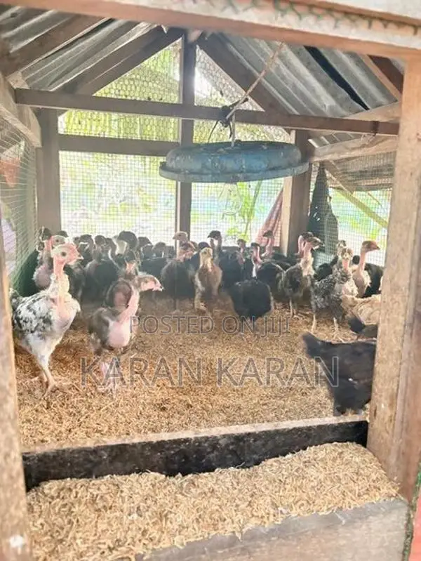 ஊர் கோழி