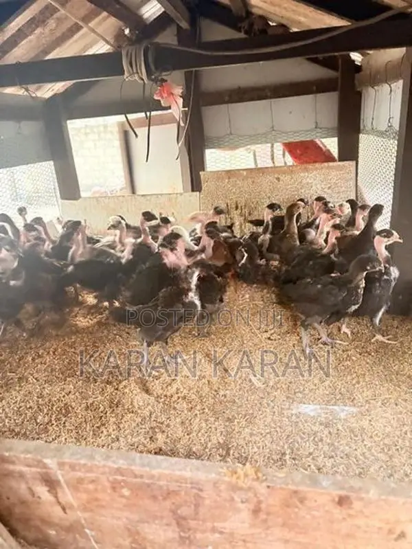 ஊர் கோழி