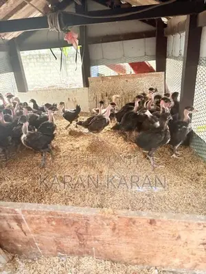 ஊர் கோழி