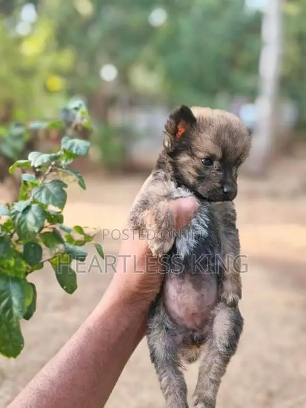 Pomeranian Puppies