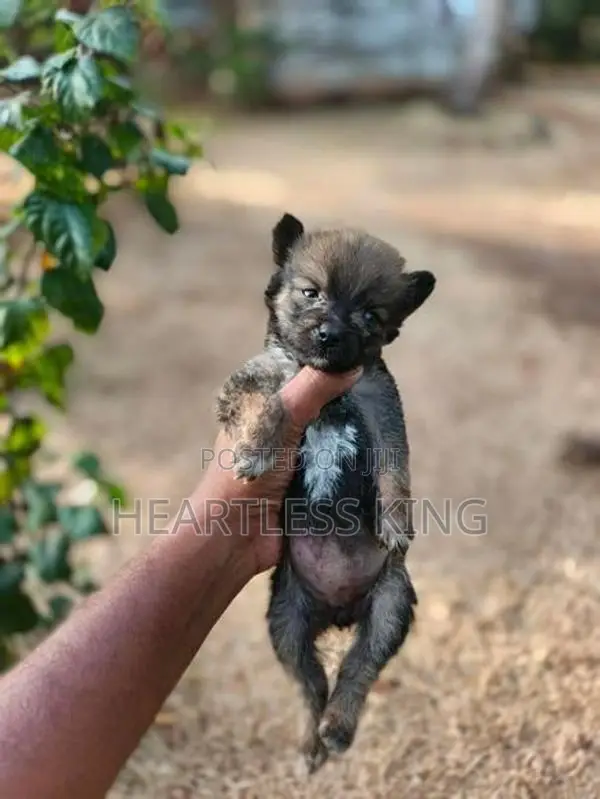 Pomeranian Puppies