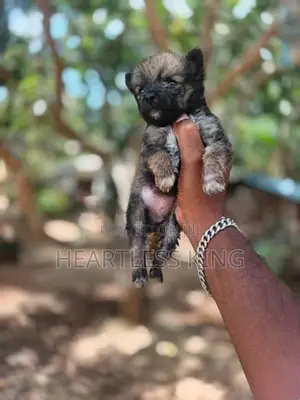 Pomeranian Puppies