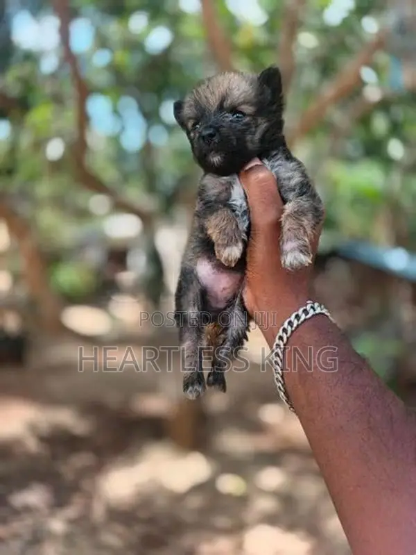 Pomeranian Puppies