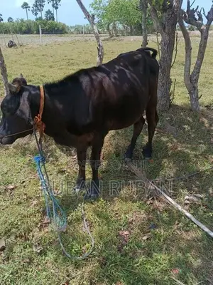 பசு கன்று