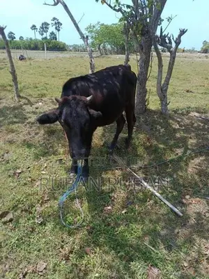 பசு கன்று