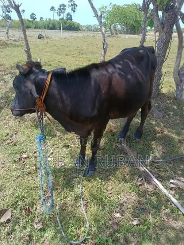 பசு கன்று