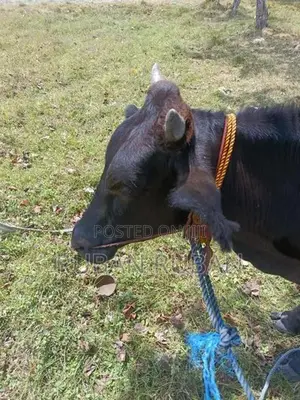 பசு கன்று