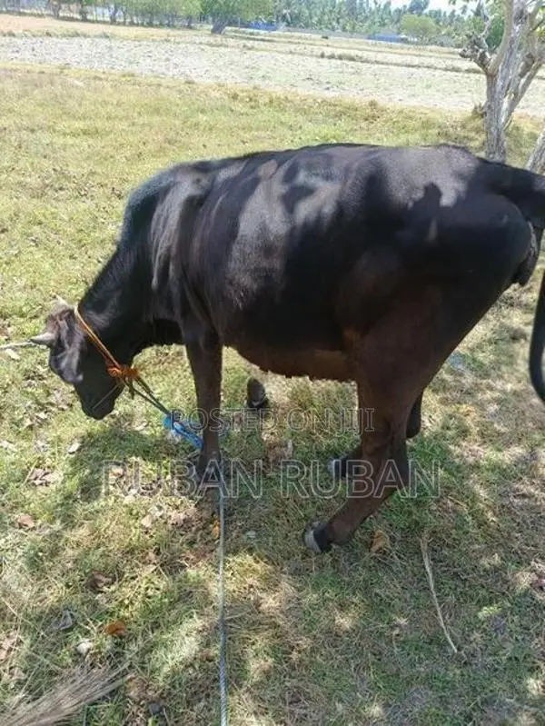 பசு கன்று